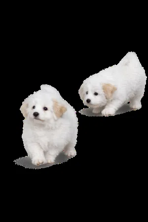 كلب زينه بيت للتواصل واتس اب