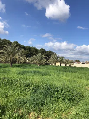 قطعة ارض تجاريه تبعد عن الساحلي اقل من خمسين متر