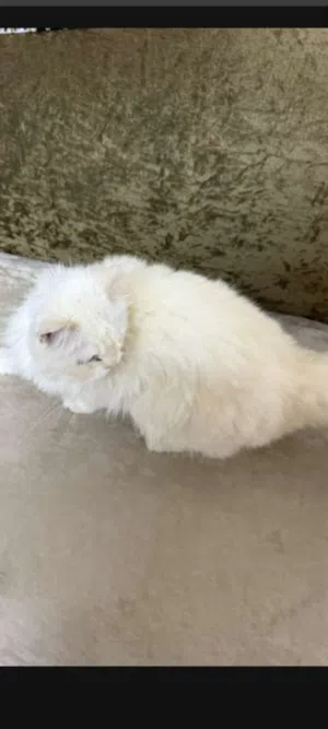 قطط للبيع شيرازيات الوصف مهم