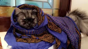 بلال العمودي 