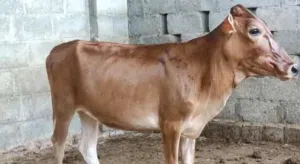 البيع عجال صلاله اقرا الوصف تحت