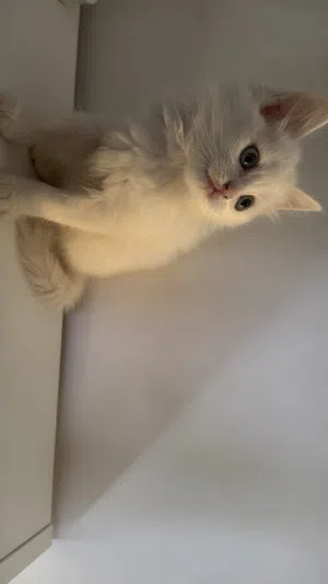 قطة شيرازي مون فيس