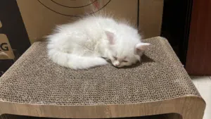 Beautiful White Turkish Angora x Siberian Mix Kitten – Ultra Fluffy