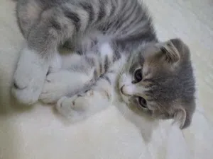 kitten scotch fold.  2.5 months. Male. Just one kitten