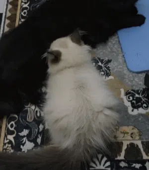 Scotish and persian mix