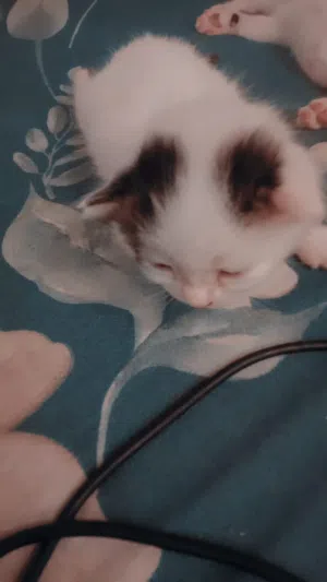 قطط شيرازي