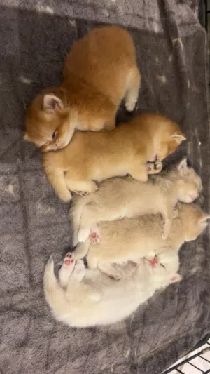british golden short/long hair for sale