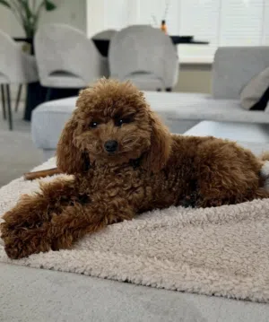 توي بودل احمر Red Toy poodle