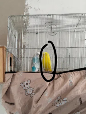 طيره حب لاتينو للبيع صحه ونضافه 100%