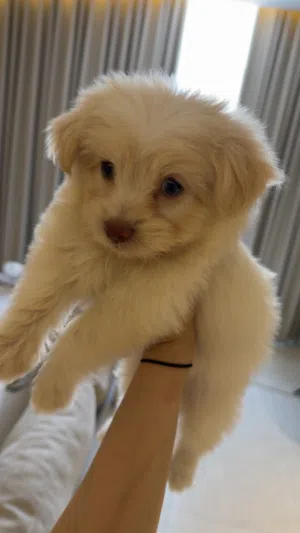 انثى مالتيبو maltipoo عمر شهرين