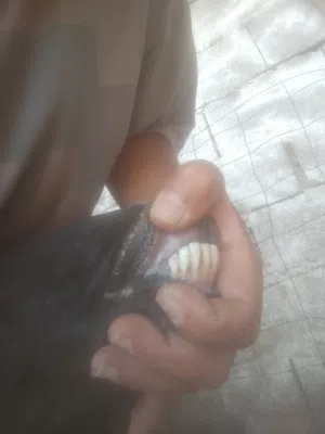 سلام عليكم