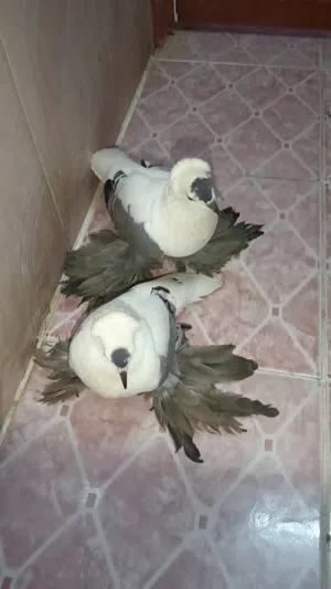 حمام تاجي كوشي كامل