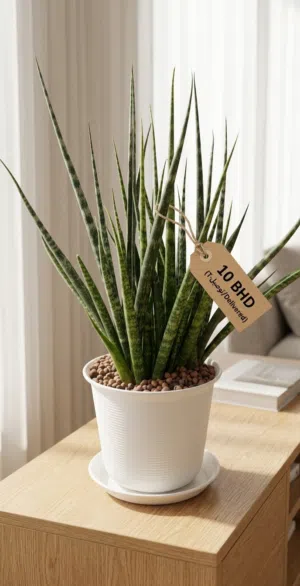 Striking Sansevieria Fernwood!Only 10 BD!
