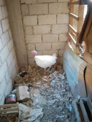 ديك حبش  هولندي