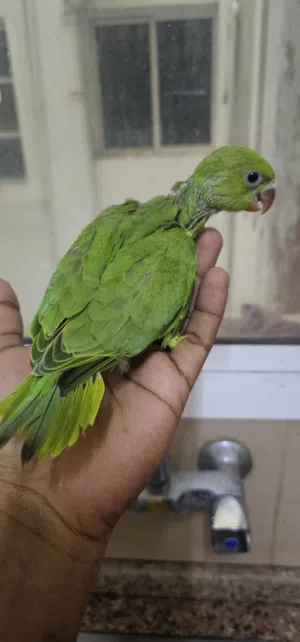 automatic feeder for pigeon,green ring neck parrot baby,and other birds