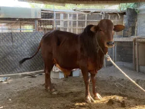 ثور استرالي   ( عينك على الوصف )