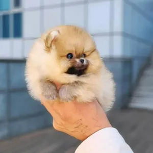 WhatsApp +973 3391 2440..Teacup Poms for sale 