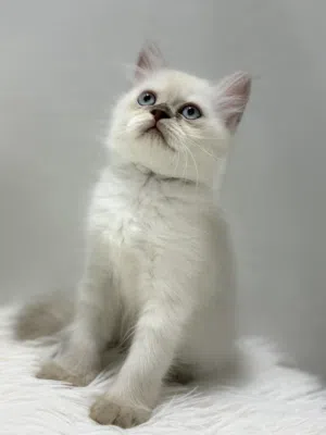 kittin for sale قطط كتن بيور للبيع 2ذكور 1انثى