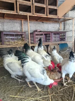 للبيع دياكه فرنسيه.