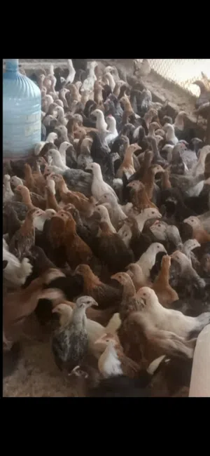 دجاج محلي للبيع