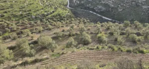Farm Land for Sale in Irbid Other
