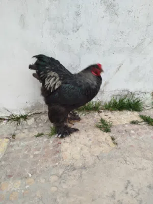 ديك براهمي أعلى مستوغ