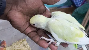 فروخ متو للبيع ليموني واصفر