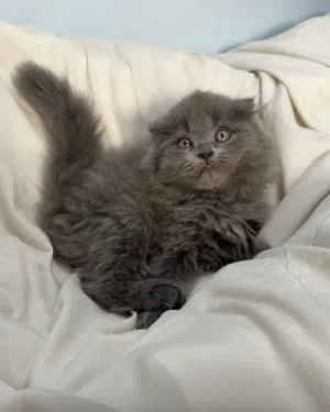 سكوتش فولد لونج هير للبيع