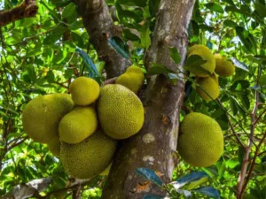 فنس (جاك فروت)