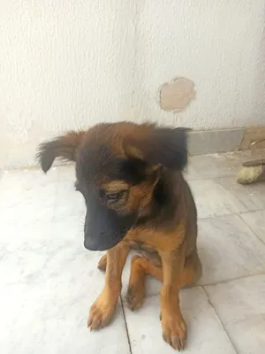 Female short hair German Shepard puppy
