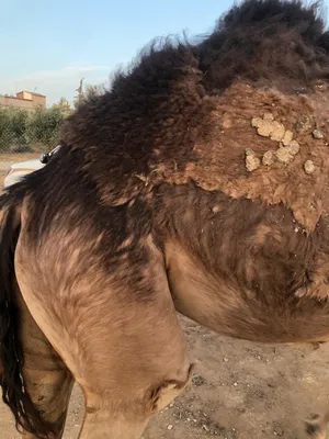 ‏جمال‏0
