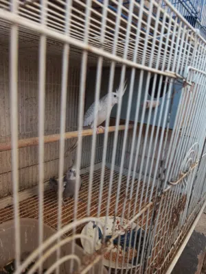 زوج كوكتيل نكليزي  ... وطيور حب