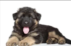 جرو جيرمن شيبرد لونق هير German Shepherd, long hair puppy