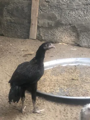 للبيع دجاج باكستانيه