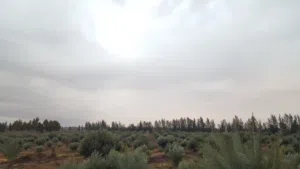 مزرعة للبيع بالازرق الشمالي / مع بئر ماء مرخص / من المالك مباشرة