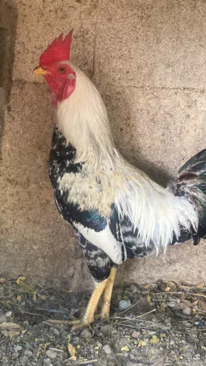 عق سعرك وشلهن