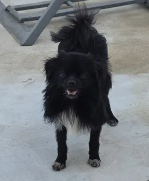 Dog For Adoption