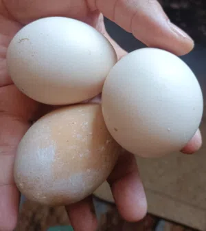 متوفر بيض طاووس