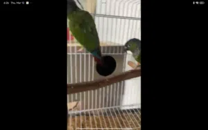 زوج كونيور جرين شيك للبيع صحة و نظافة