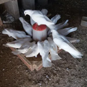 حمام فرنسي للبيع