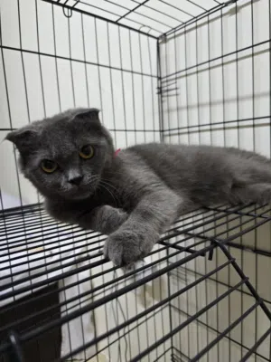 pure Scottish fold ( female )