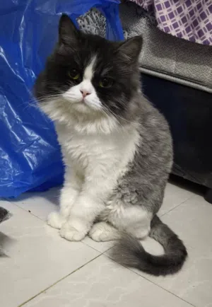 قطة بيت شيرازي للتبني
