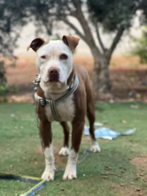 كلب بيتبول ذكر العمر 9 اشهر