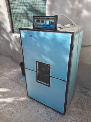 فقاسه 250 بيضه للبيع