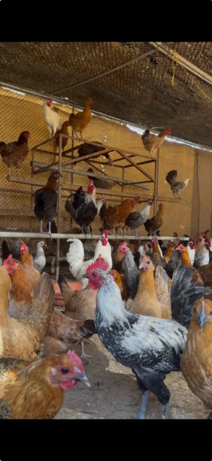دجاج للبيع
