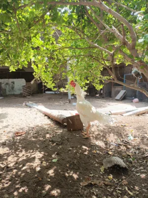 ديك باكستاني بتشو