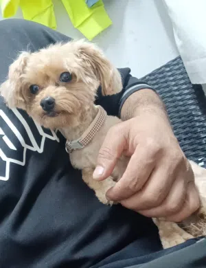 toy maltipoo