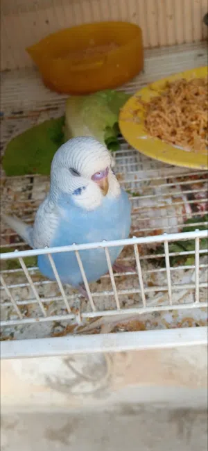 للبيع طيور هند