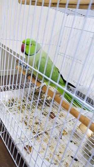 real green parrot with black and red line on his neck for sale