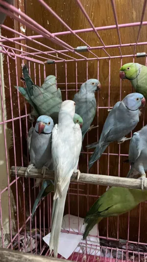دره سمائي 13 تم